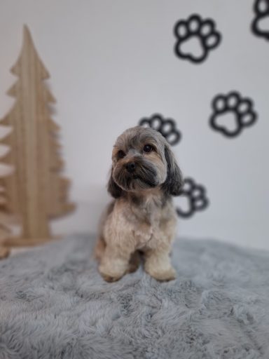 Hundefrisör